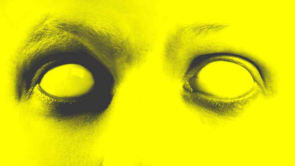 WATCHBOX: Yellow eye closeup, Genre: Horror